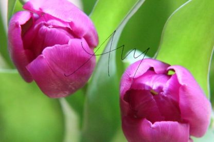 Tulpen pink