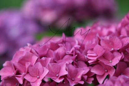 Hortensie