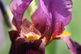 Iris-Blüte - Natur, Landschaften, Tiere, Pflanzen - viele Motive auf Poster oder Leinwand - Online-Kauf günstig