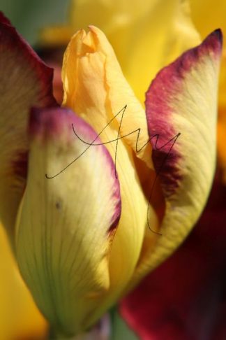 Iris-Blüte - Natur, Landschaften, Tiere, Pflanzen - viele Motive auf Poster oder Leinwand - Online-Kauf günstig