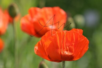 Mohn - Natur, Landschaften, Tiere, Pflanzen - viele Motive auf Poster oder Leinwand - Online-Kauf günstig