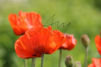 Mohn - Natur, Landschaften, Tiere, Pflanzen - viele Motive auf Poster oder Leinwand - Online-Kauf günstig