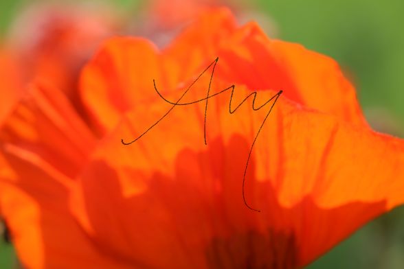 Augenblicke-Moments | Fotokunst, Naturbilder wie Blumen und Tiere Mohn - Natur, Landschaften, Tiere, Pflanzen - viele Motive auf Poster oder Leinwand - Online-Kauf günstig