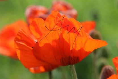 Natur, Landschaften, Tiere, Pflanzen - viele Motive auf Poster oder Leinwand - Online-Kauf günstig