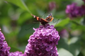 Schmetterling im Sommer auf Flieder