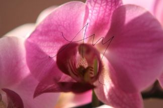 Orchidee | Fotomotiv als Poster oder auf Leinwand zum Kauf