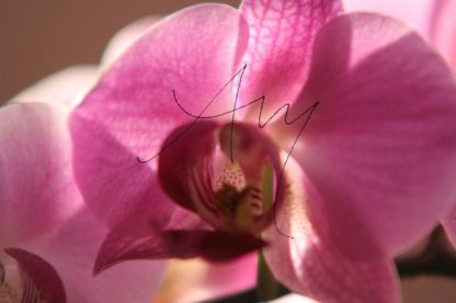 Orchidee | Fotomotiv als Poster oder auf Leinwand zum Kauf