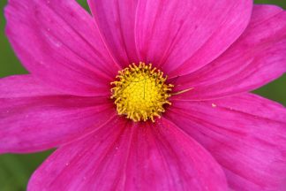 Cosmea-Blüte