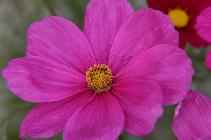 Cosmea-Blüte