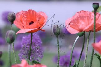 Mohn - Natur, Landschaften, Tiere, Pflanzen - viele Motive auf Poster oder Leinwand - Online-Kauf günstig