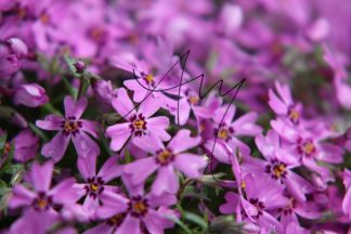 Phlox blühend violett