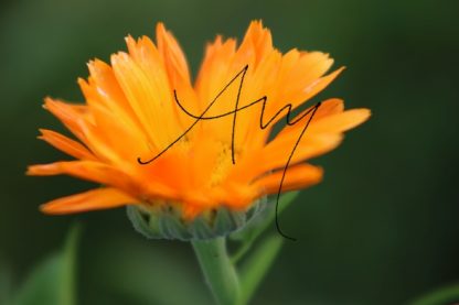 Calendula