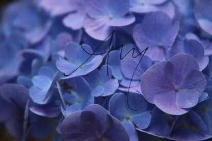 Hortensienblüte blau