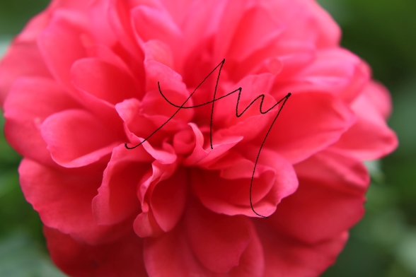 Rose - Augenblicke-Moments | Fotokunst, Naturbilder wie Blumen und Tiere Rote Rose