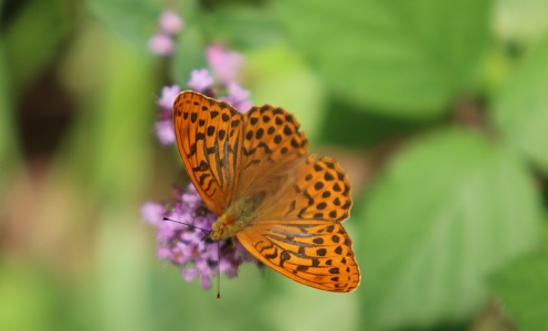 Frühling und Schmetterlinge