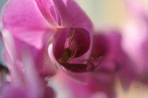 Orchidee - Augenblicke-Moments