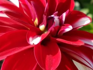Im Herbst kann man auf der Insel Mainau die pompöse Dahlienblüte besuchen