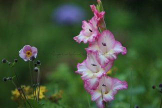 Gladiole in voller Blüte