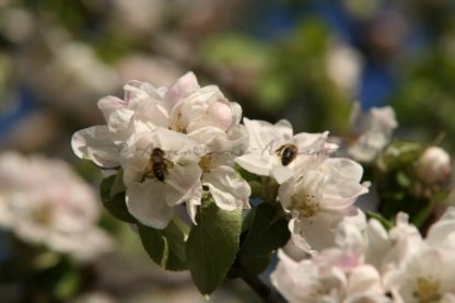 Apfelblüten