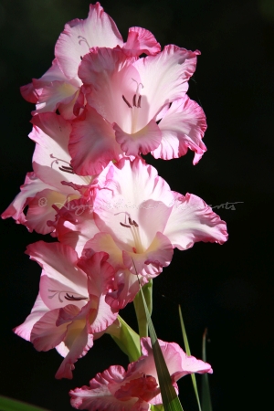 Gladiole in voller Blüte