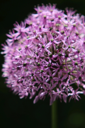 0081-Impressionen-AM Riesen-Lauch