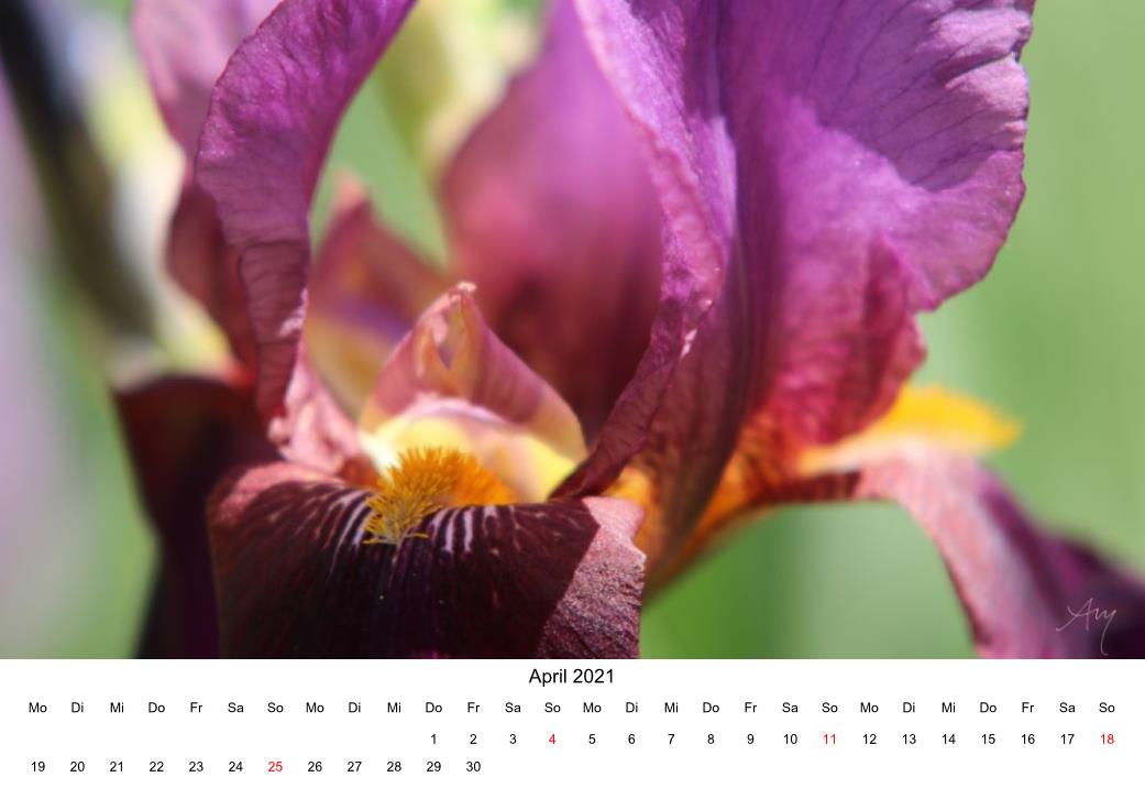 Iris - Kalender 2021