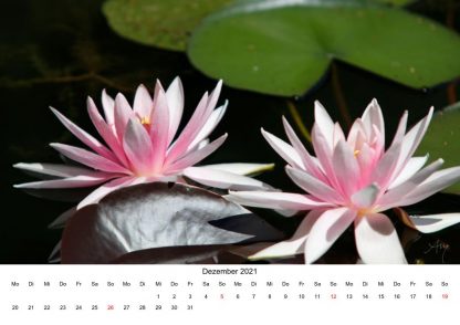 Seerose - Kalender 2021