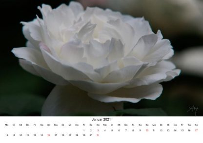 Rose - Kalender 2021
