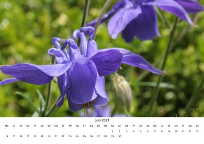 Akelei - Kalender 2021