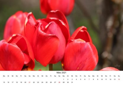 Tulpen - Kalender 2021