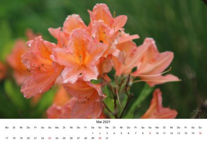 Alpenrose - Kalender 2021