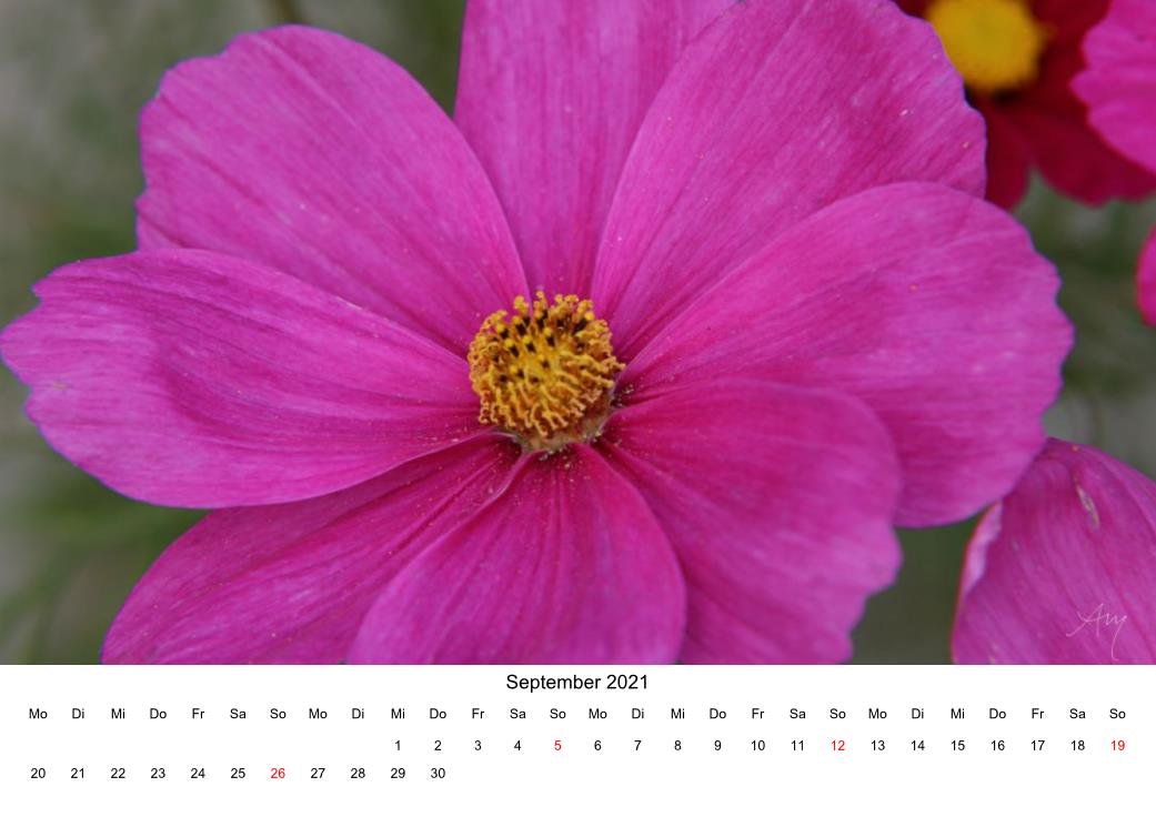 Cosmea - Kalender 2021