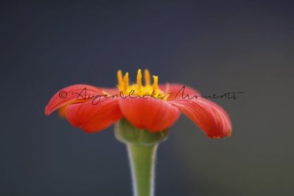 Mexikanische Sonnenblume