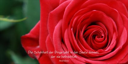 Grußkarte Rote Rose