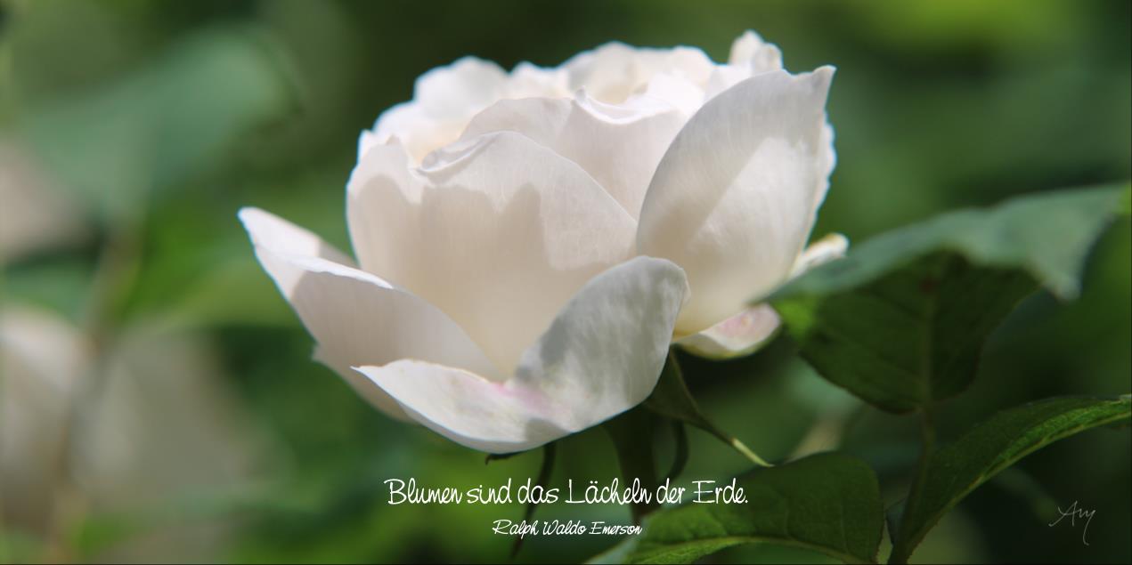 Grußkarte Weiße Rose