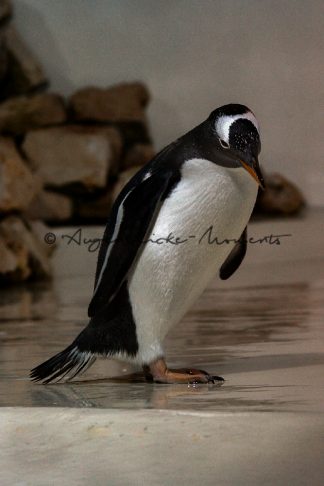 Pinguin - ein charmanter und belieter Seevogel